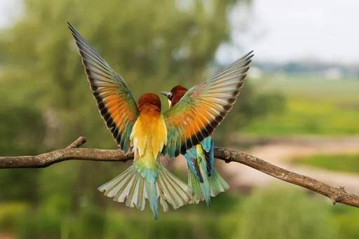 Discovering the Enchanting World of Beautiful Birds: A Comprehensive Guide