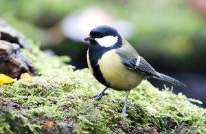 The Diversity of Bird Diets Revisited