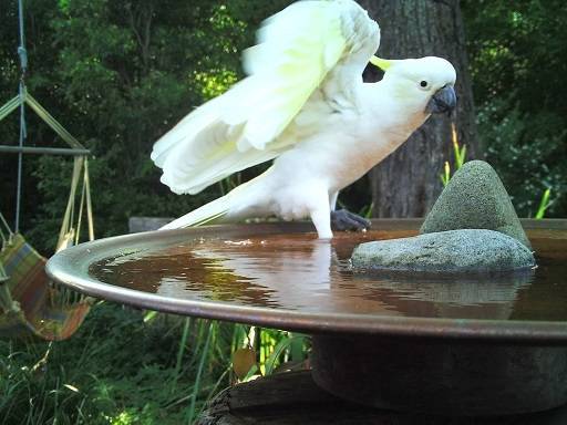 The Guardian of Serenity: Choosing the Right Concrete Sealer for Your Bird Bath