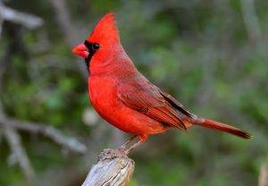 The Northern Cardinal