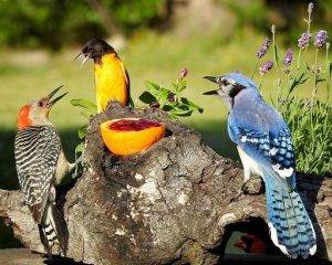 The Sensory World of Birds