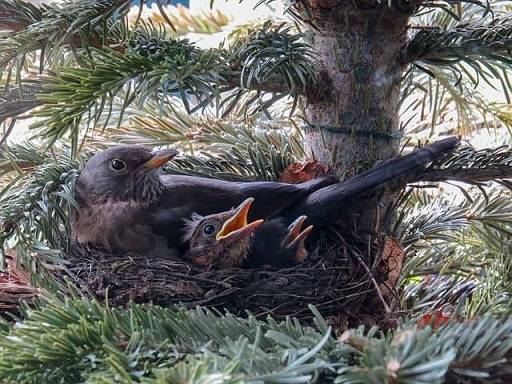 Guarding Your Porch: Strategies to Prevent Birds from Nesting