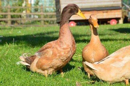 The Ultimate Guide to Buff Orpington Ducks: Characteristics, Care, and