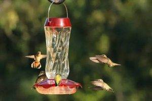 Why Birds Choose Balconies