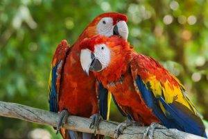 Common Scenarios Where Bird Collars Are Considered