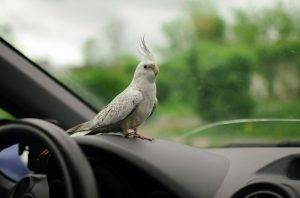 How to Safely Navigate Traveling with Birds by Car
