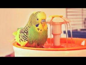 Is Tap Water Safe for Parrot Baths