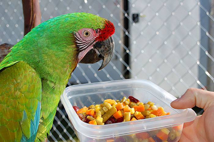 Fresh Look at 5 Common Mistakes Parrotlet Owners Make Are You Guilty Of