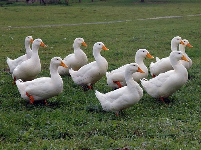 When Do Pekin Ducks Start Laying Eggs? A Comprehensive Guide To Avian 