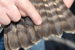 Role of Feather Growth in Stress Bars