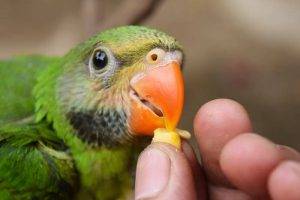 The Best Training Treat Options for Parrots