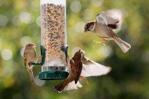 Tips for a Bird Safe Outdoor Environment