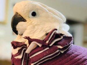 Understanding Bird Collars 1