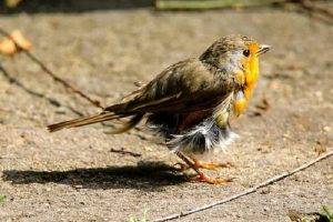 Understanding Molting in Birds
