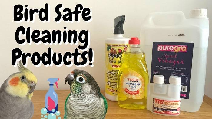 6 Quick and Easy Bird Cage Cleaning Hacks Every Bird Owner Should Know