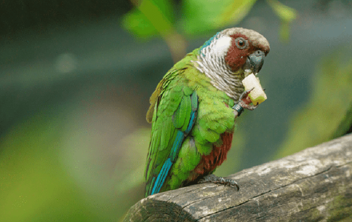 What Are the Best Training Treats for Parrots? A Guide for Bird Enthusiasts What Are the Best Training Treats for Parrots