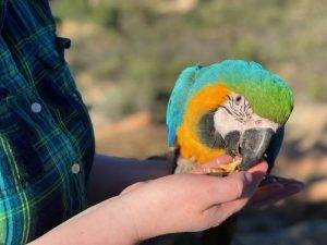 Why Are Training Treats Important for Parrots