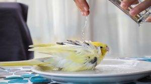 Why Do Parrots Need Baths