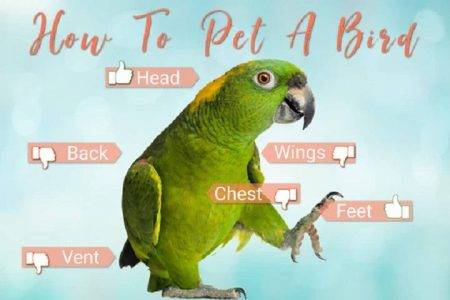 How to Pet a Bird Safely: 5 Essential Tips Every Owner Should Know