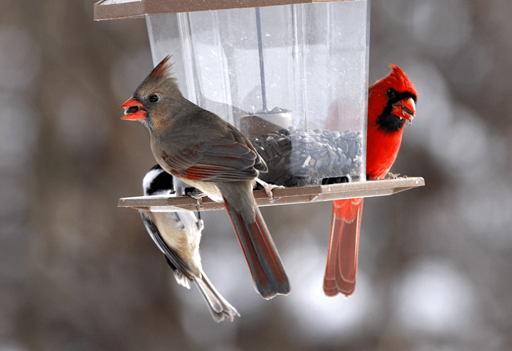 Best Cardinal Food: A Comprehensive Guide to Nourishing These Crimson Beauties