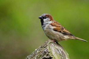 Biblical References to Birds 1