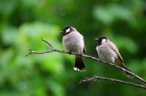 Biblical References to Birds