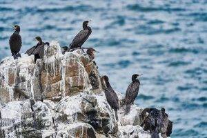 Bird Droppings A Universal Experience
