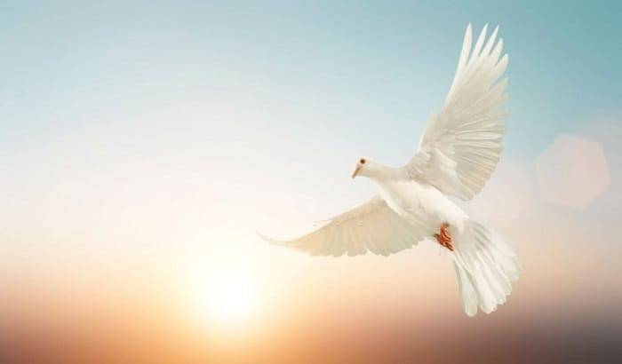 Birds as Symbols of Freedom and Flight