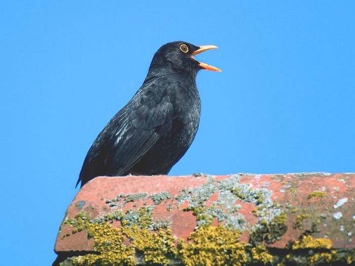 Black Birds in Art and Literature