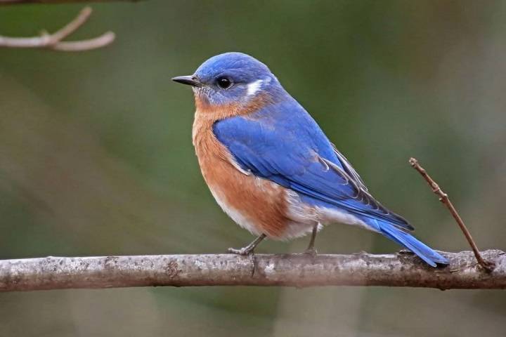 Unveiling the Symbolism of the Bluebird in the Bible: Exploring