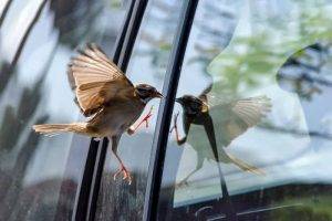 Cultural Beliefs and Superstitions 1
