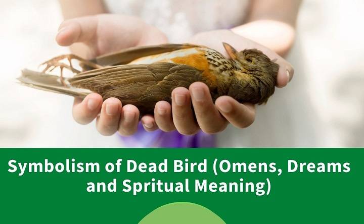 Cultural Perspectives on Dead Birds