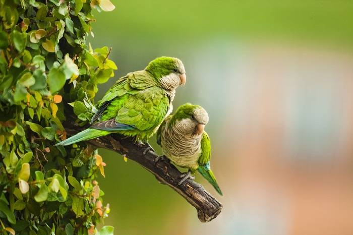 Do Birds Get Turned On When You Pet Them? Here's What You Need to Know