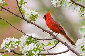 Red Birds in Folklore and Mythology