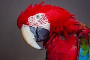 Scientific Explanations for Red Plumage