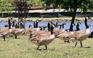Sound Deterrents