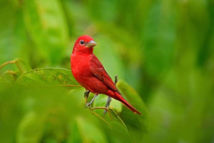 Exploring the Beauty of Red Bird Species: A Guide to the Different Types Summer Tanager