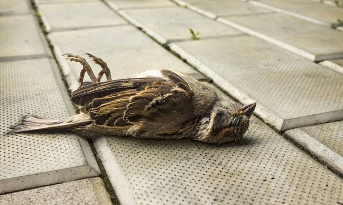Symbolism of Dead Birds