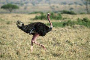 The Evolutionary Mystery of Flightless Birds