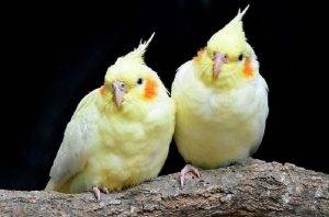 The Importance of Healthy Feathers for Cockatiels