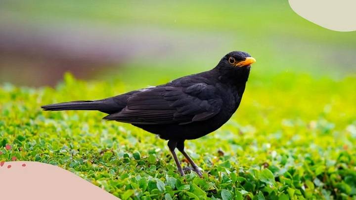 Unraveling the Mystique: Exploring the Meaning and Symbolism of Black Birds The Meaning and Symbolism of Black Birds