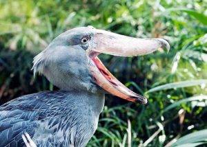 The Mystery Surrounding Shoebills 1