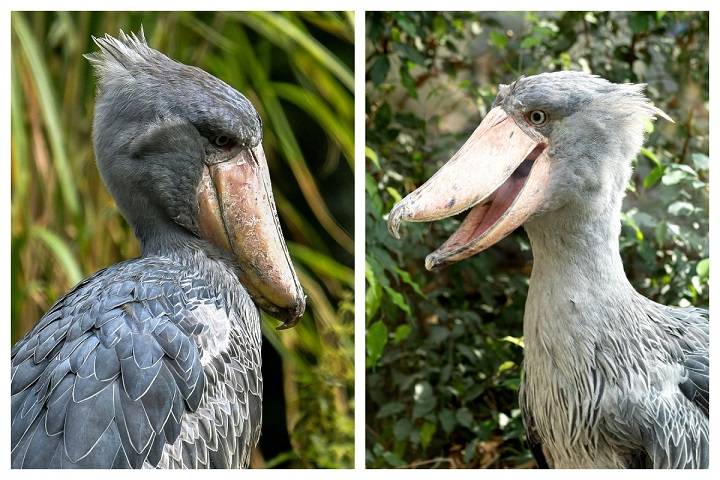 Are Shoebills Real? Investigating the Existence of These Birds The Mystery Surrounding Shoebills