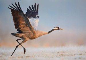 The Origins of Bird Watching