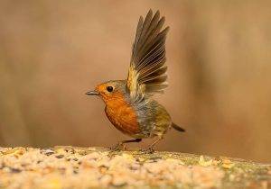 The Red Robin An Emblem of Hope and Renewal