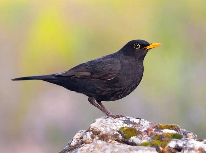 The Symbolism of Black Birds in Mythology and Folklore