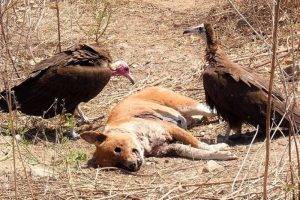 The Vulture Scavenger of the Dead