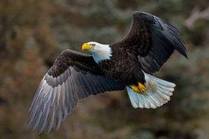 Understanding Eagle Anatomy and Physiology 1