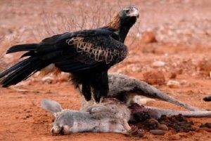 Understanding Eagle Anatomy and Physiology