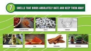 Using Scents as Bird Deterrents